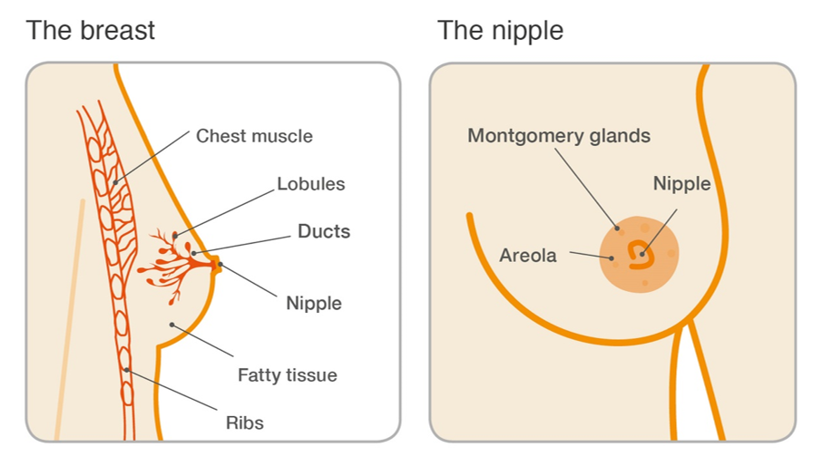 diagram displaying the anatomy of the breast 