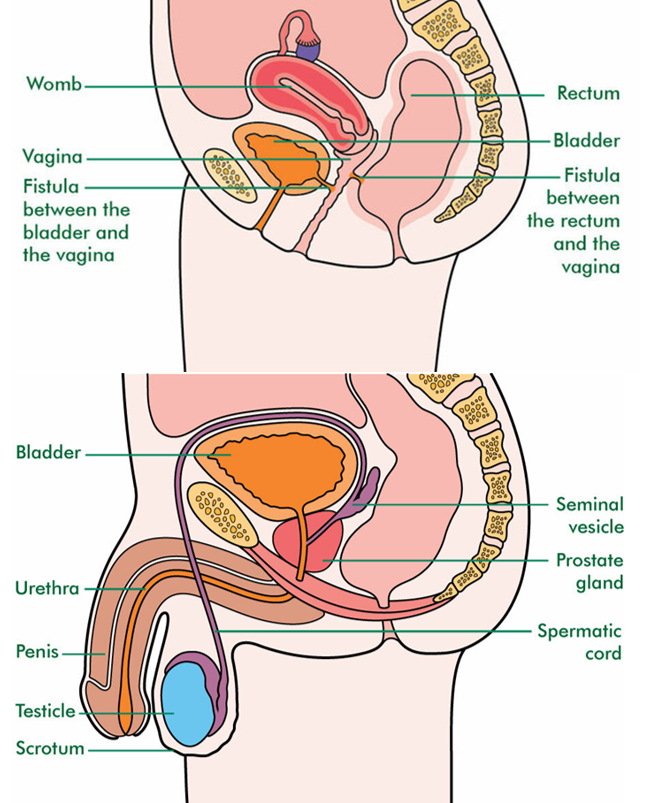 diagram displaying key internal parts of the body, male and female