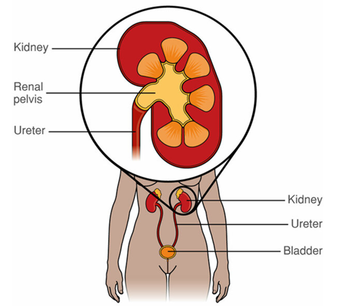 diagram showing anatomy of the kidneys and bladder